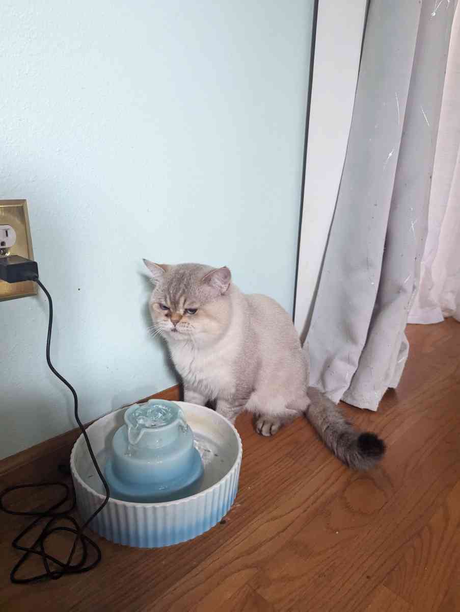 adult male chinchilla male full grown - Federal Way, Washington - FleaMarketBay