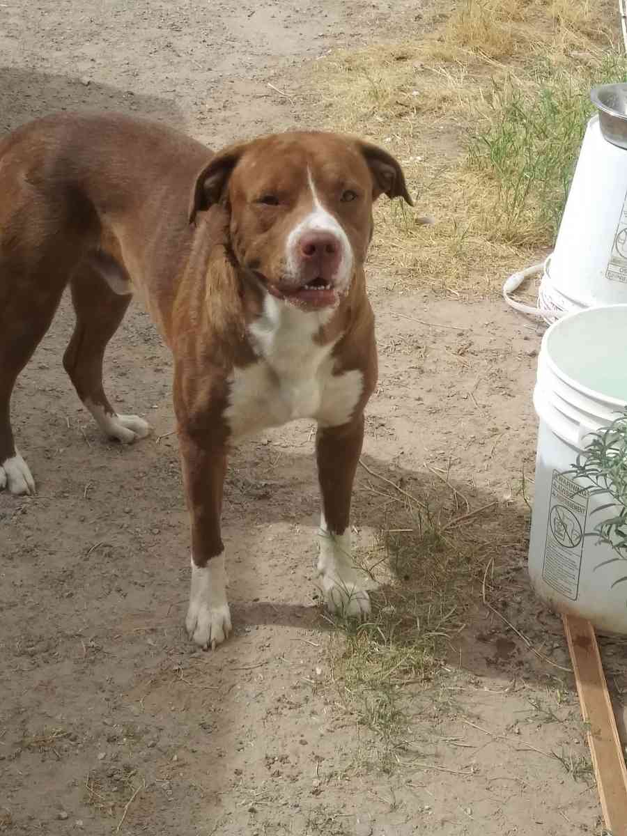 pitbull mix - El Paso, Texas - FleaMarketBay