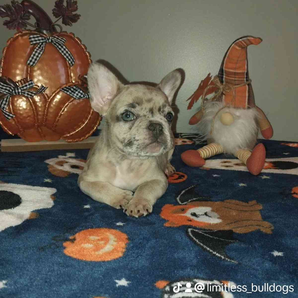 french bulldog - New Bedford, Massachusetts - FleaMarketBay