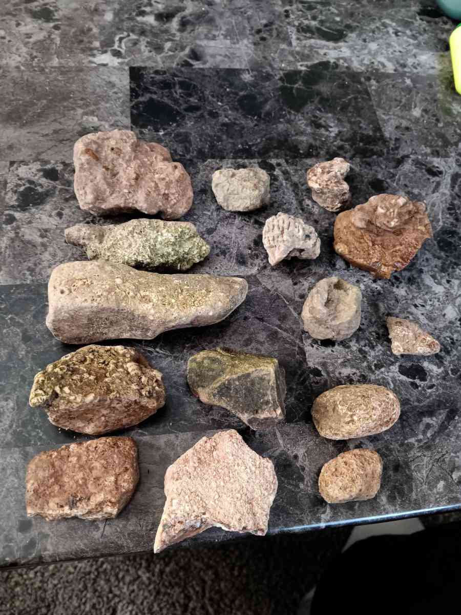 fossils - Olney, Illinois - FleaMarketBay