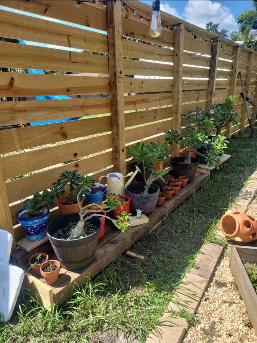 desert rose - Lakeland, Florida - FleaMarketBay