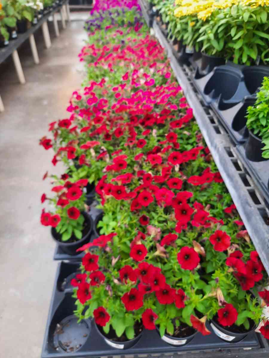 no sale  landscape Instalation - Abilene, Texas - FleaMarketBay