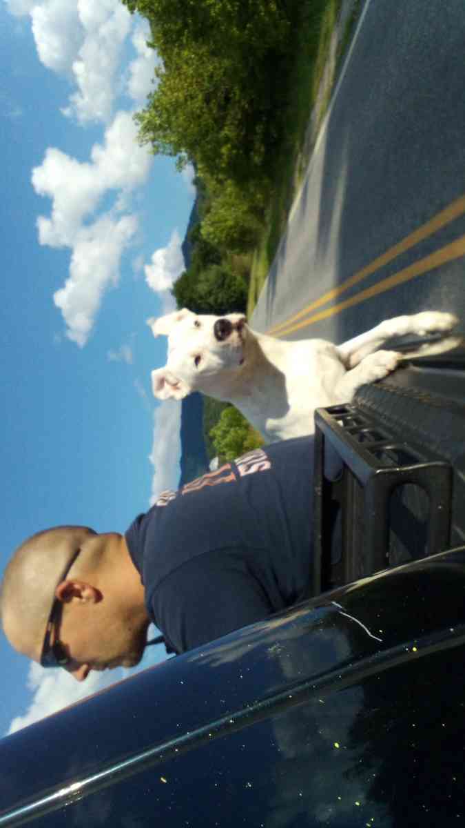 white pitbull puppy - Clyde, North Carolina - FleaMarketBay