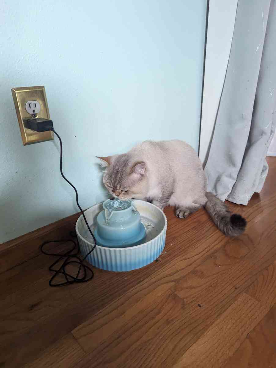 adult male chinchilla male full grown - Federal Way, Washington - FleaMarketBay