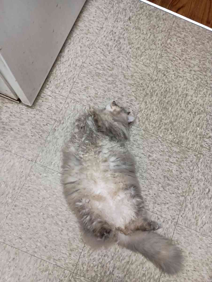 animal - Altamonte Springs, Florida