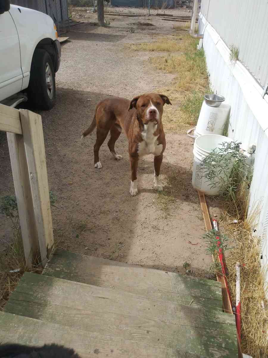 goliath and oreo - El Paso, Texas