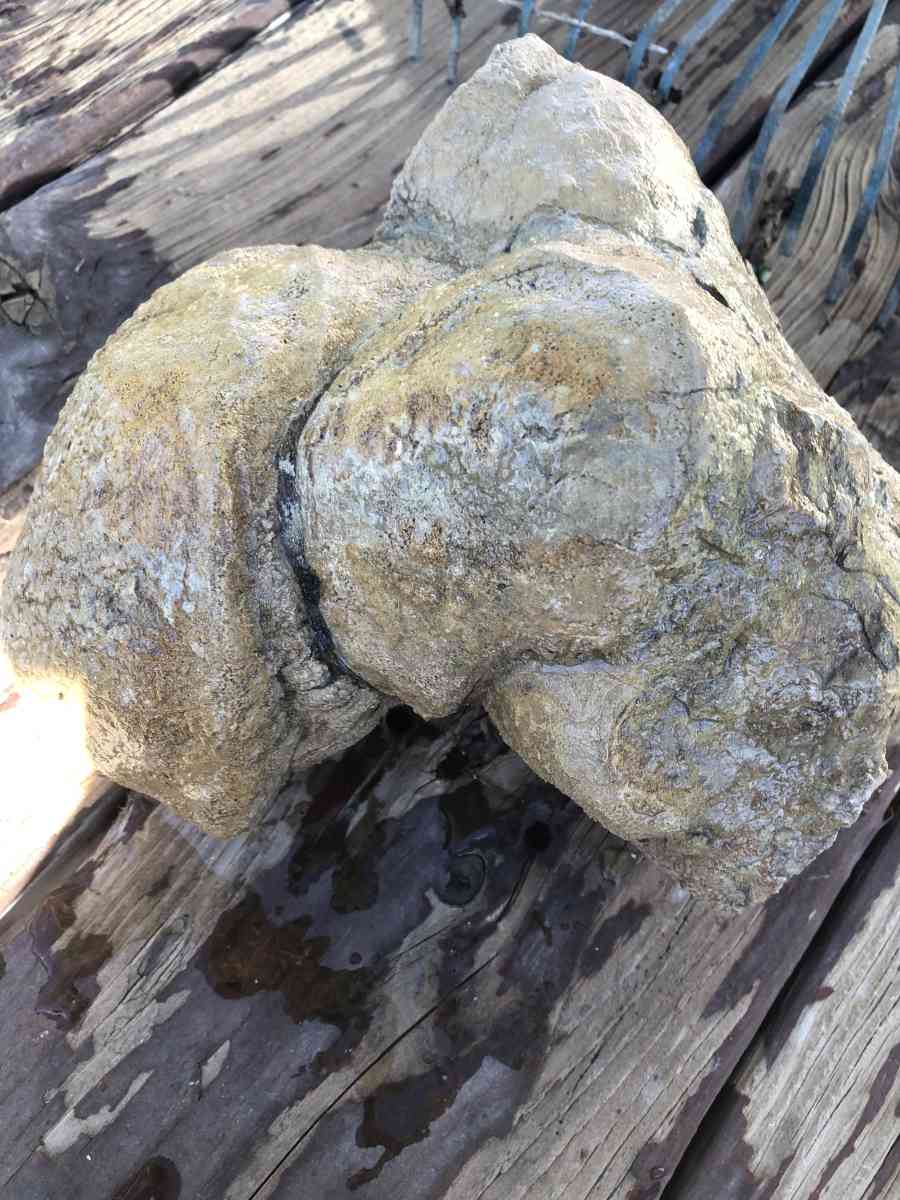 dinosaur fossils - Rock Springs, Wyoming - FleaMarketBay