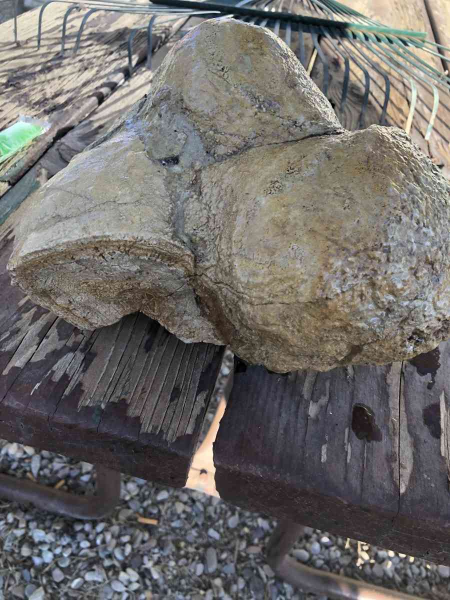 dinosaur fossils - Rock Springs, Wyoming - FleaMarketBay
