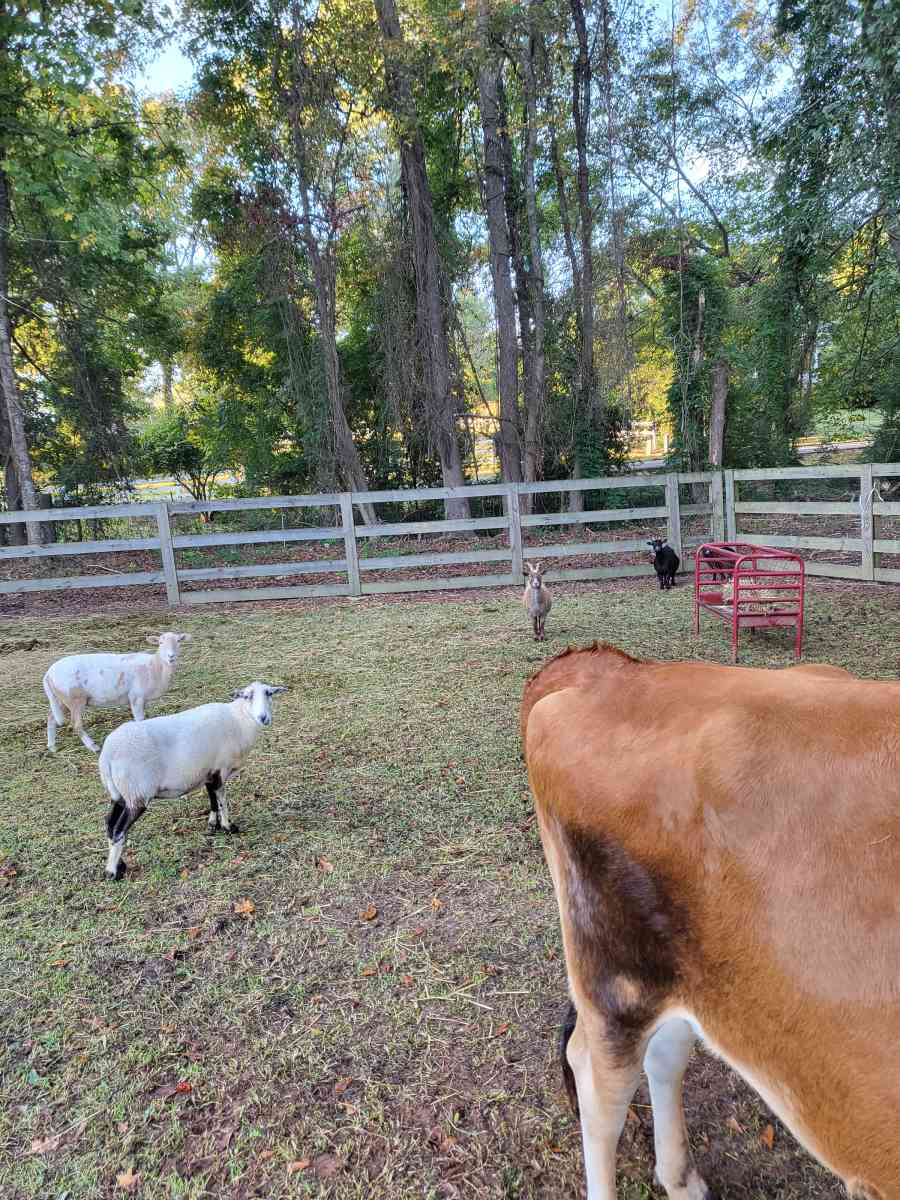 chivos I borregos - Acworth, Georgia - FleaMarketBay