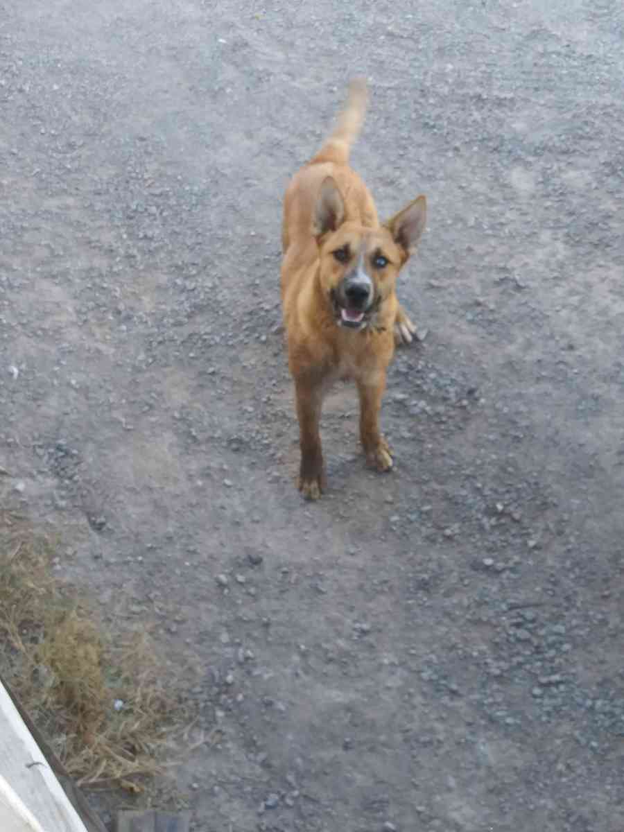 german sherper - El Paso, Texas