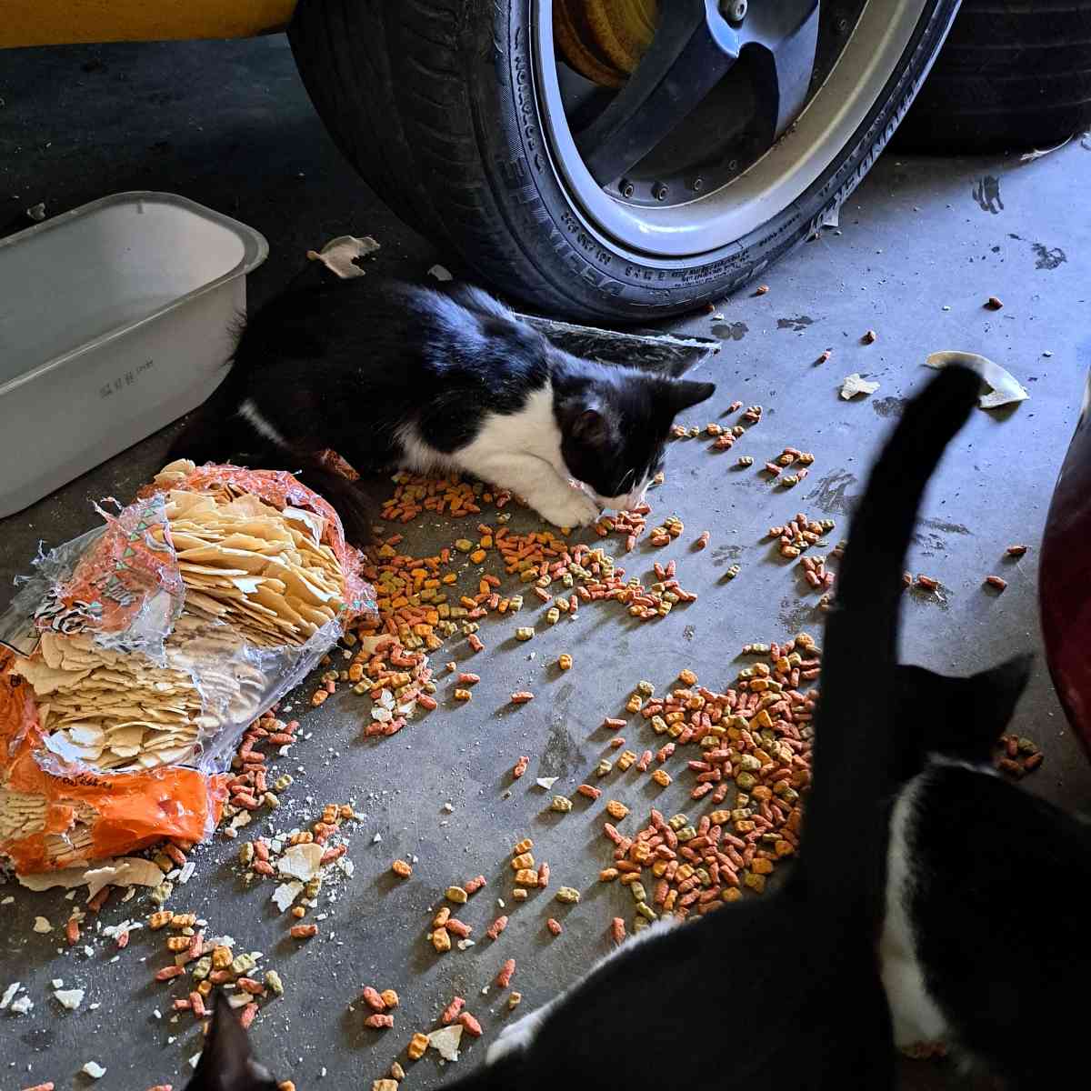 gatos  cats - Fort Worth, Texas