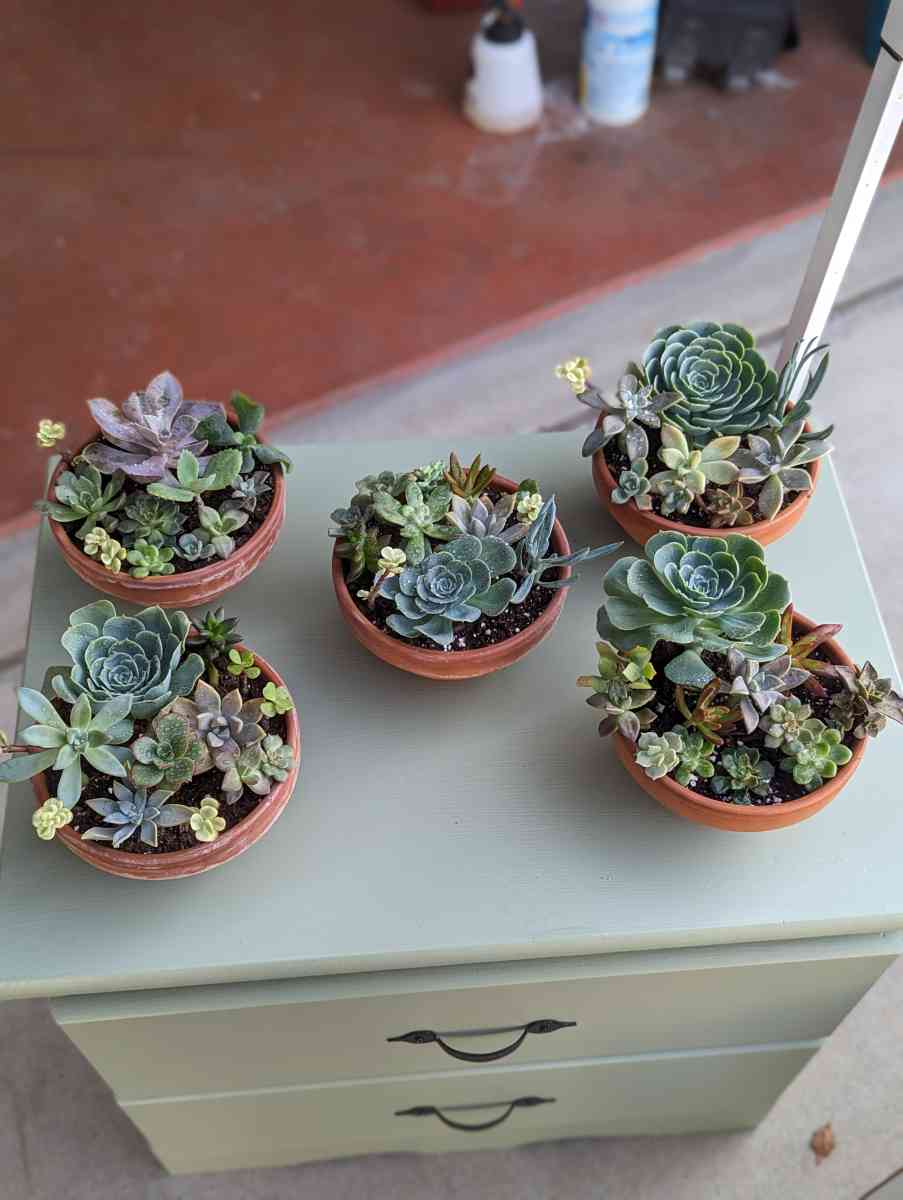 Plants and Arrangements - Porterville, California - FleaMarketBay