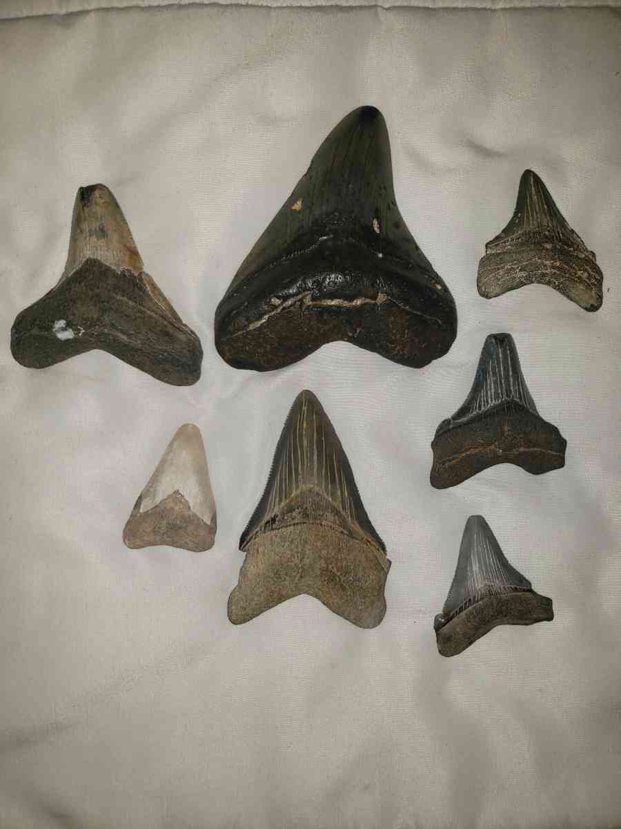 Stark Teeth - Saint Marys City, Maryland - FleaMarketBay