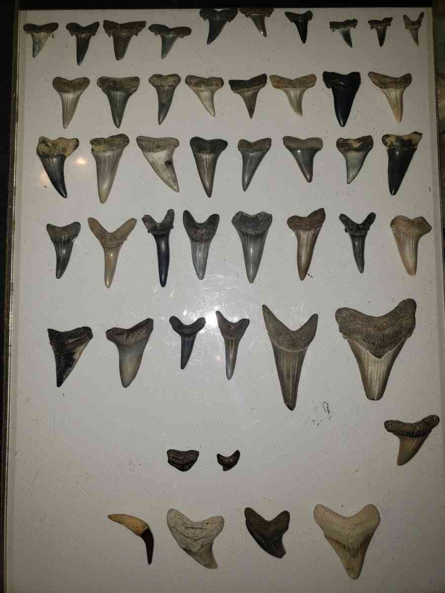 Stark Teeth - Saint Marys City, Maryland - FleaMarketBay