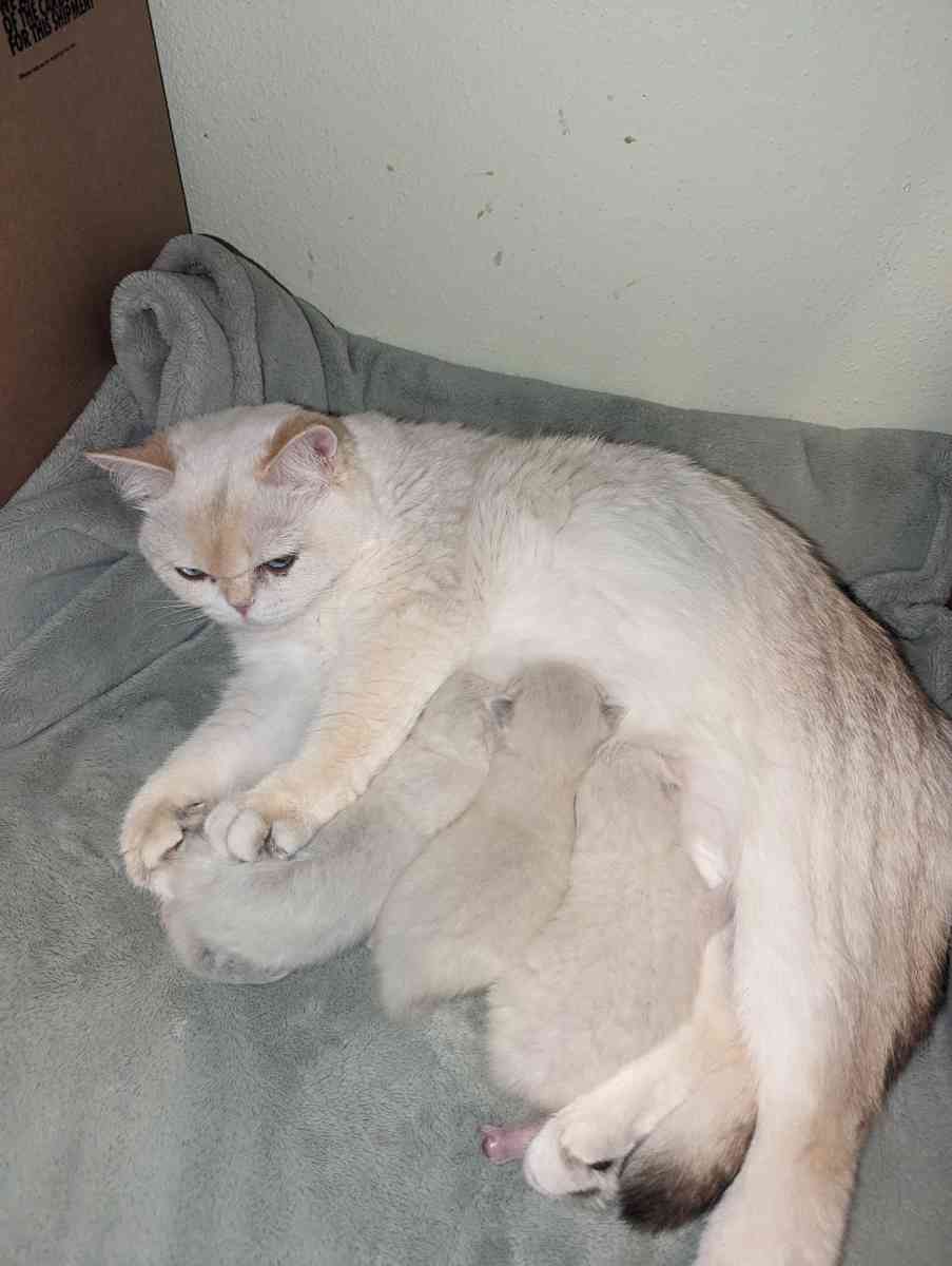 white kitten chinchillas - Federal Way, Washington - FleaMarketBay