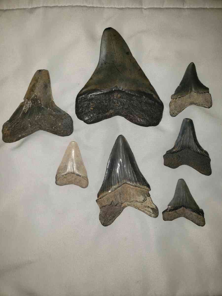 Stark Teeth - Saint Marys City, Maryland - FleaMarketBay