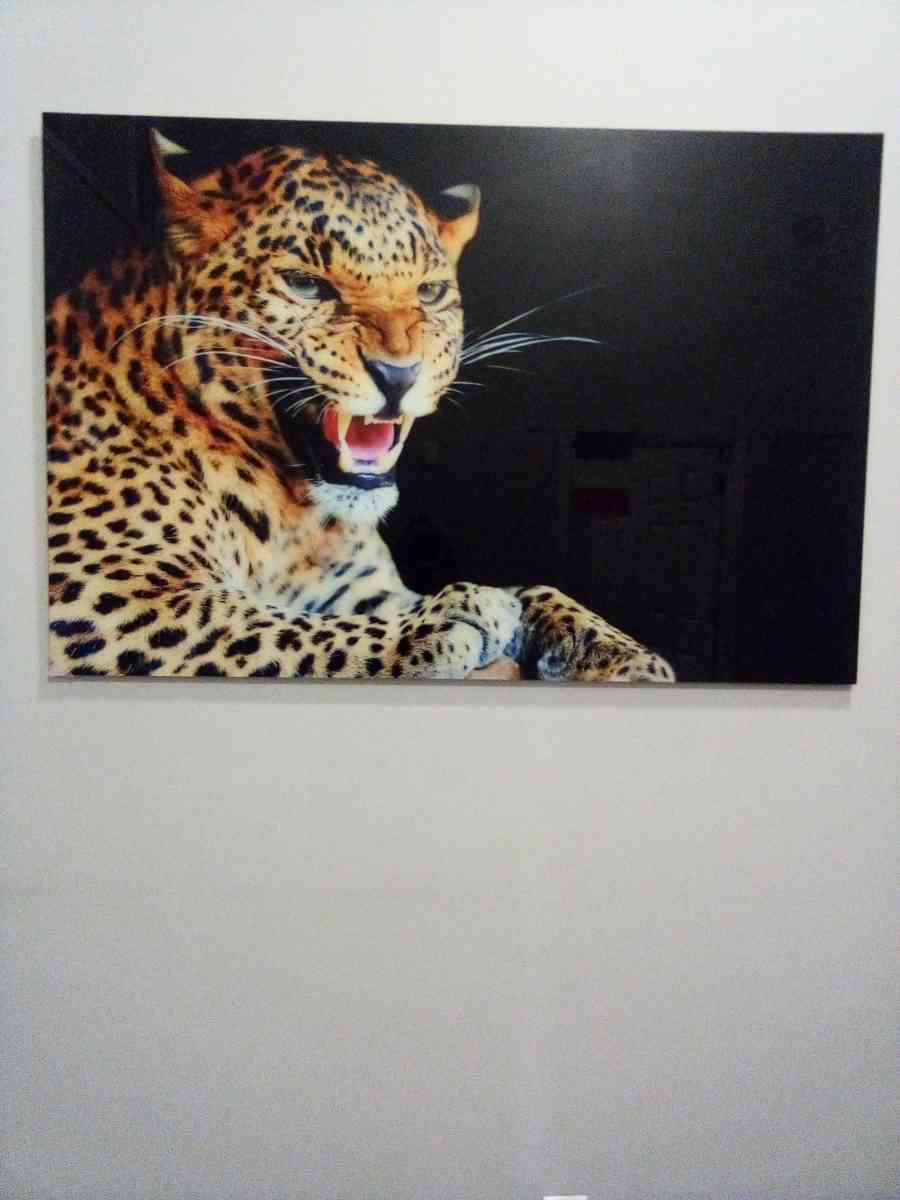 Cheetah Wall Art Decorate Picture glass - Paterson, New Jersey