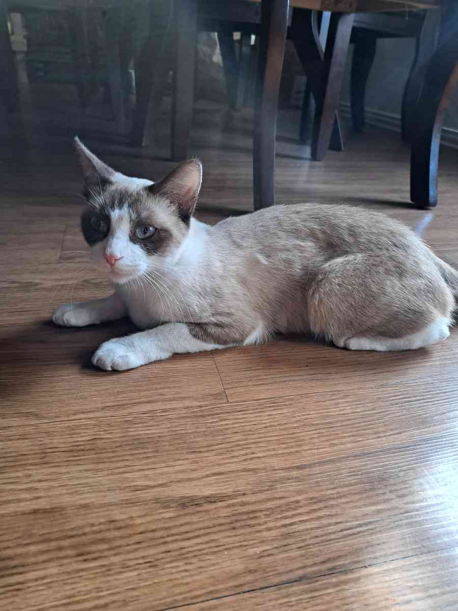 gatos  cats - Fort Worth, Texas - FleaMarketBay