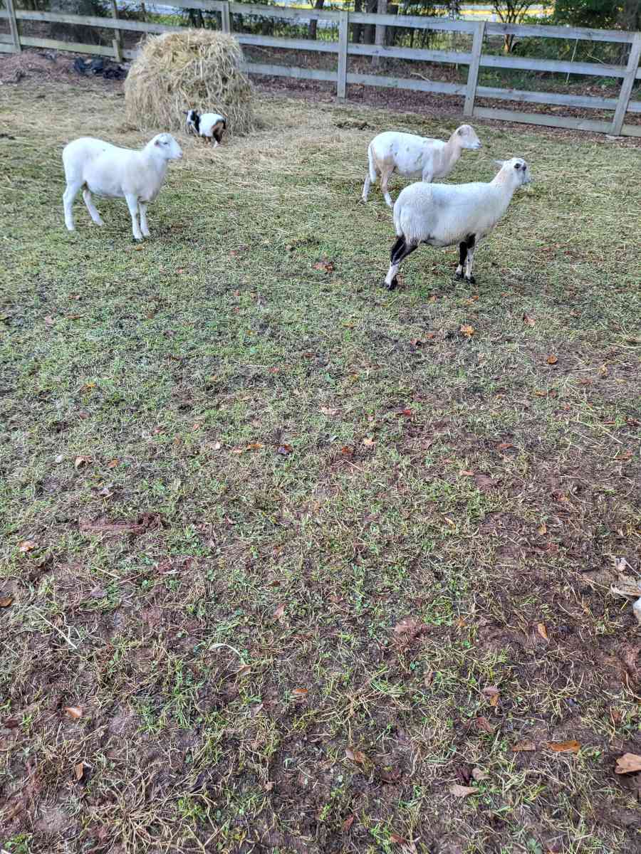 chivos I borregos - Acworth, Georgia