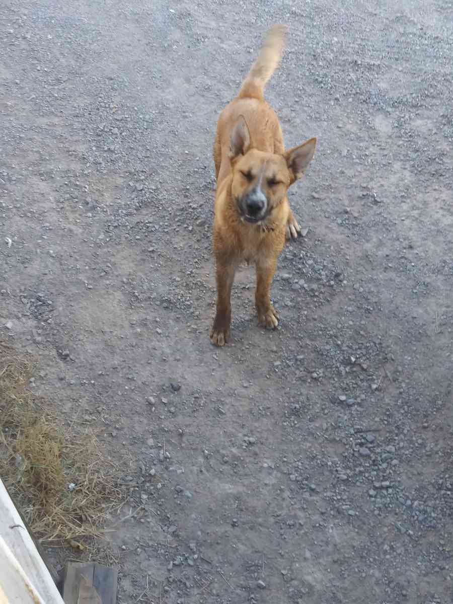 german sherper - El Paso, Texas - FleaMarketBay