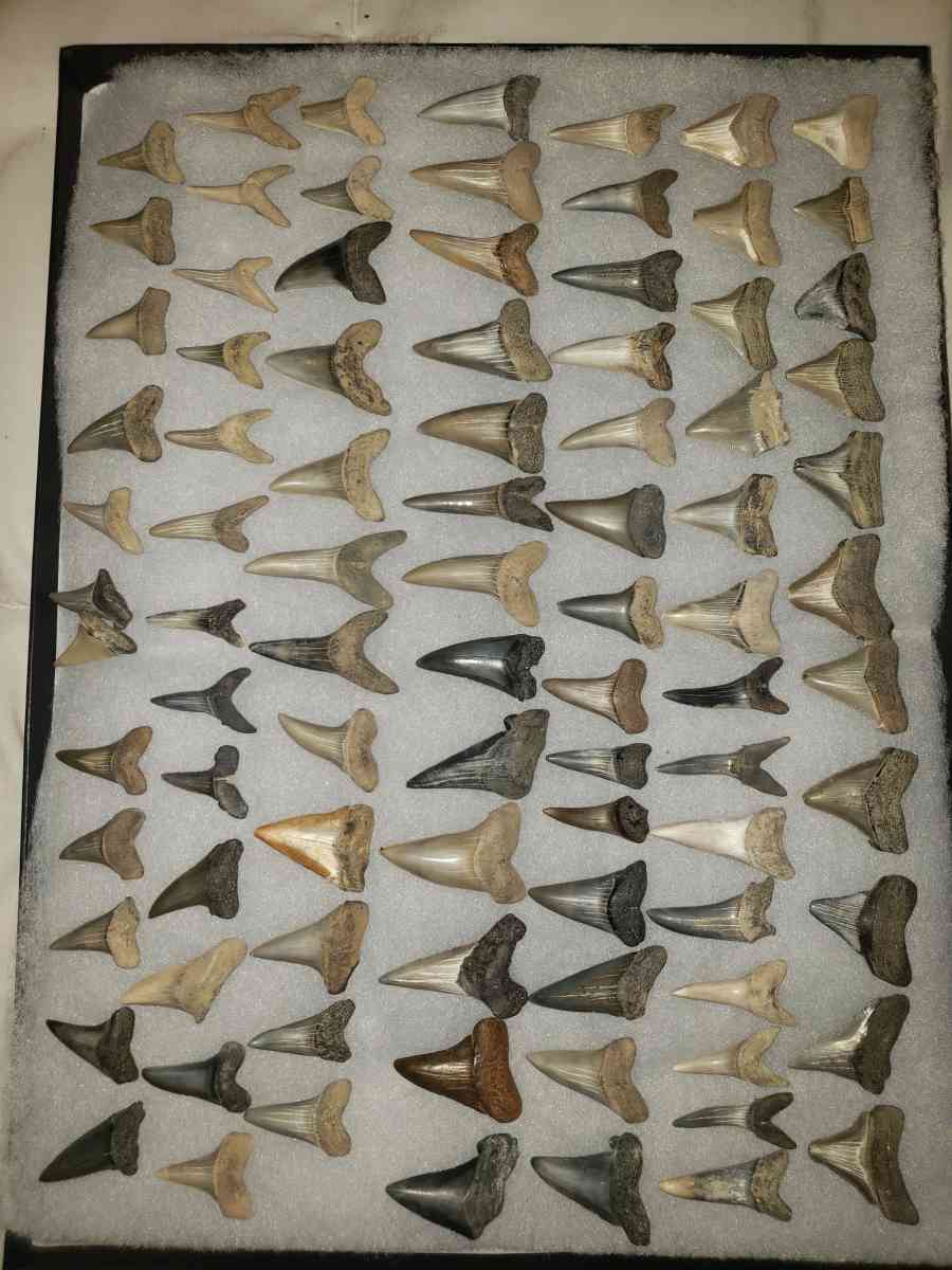 Stark Teeth - Saint Marys City, Maryland