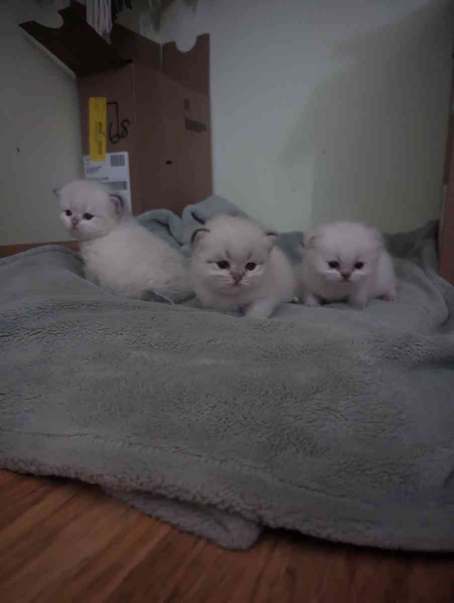 white kitten chinchillas - Federal Way, Washington