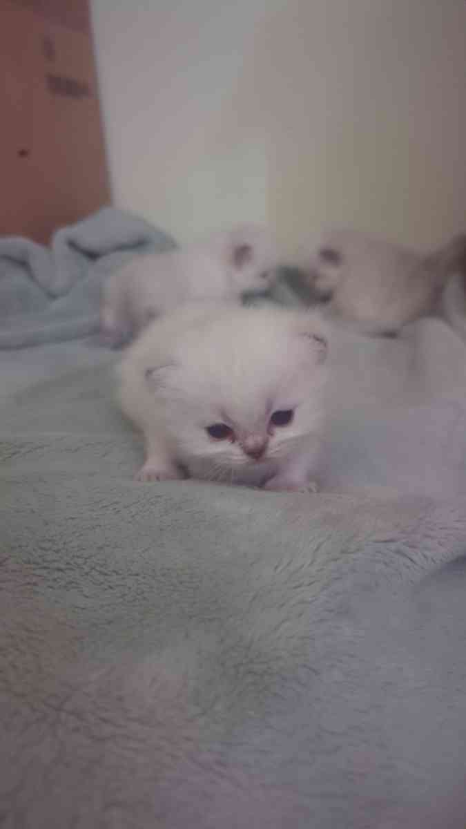 white kitten chinchillas - Federal Way, Washington - FleaMarketBay