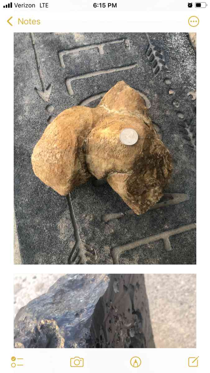 dinosaur fossils - Rock Springs, Wyoming - FleaMarketBay