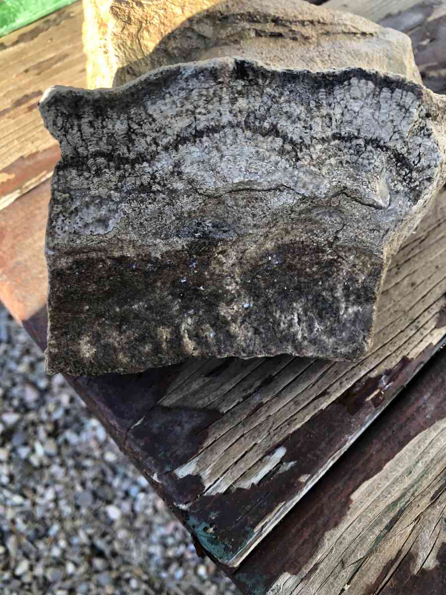 dinosaur fossils - Rock Springs, Wyoming - FleaMarketBay