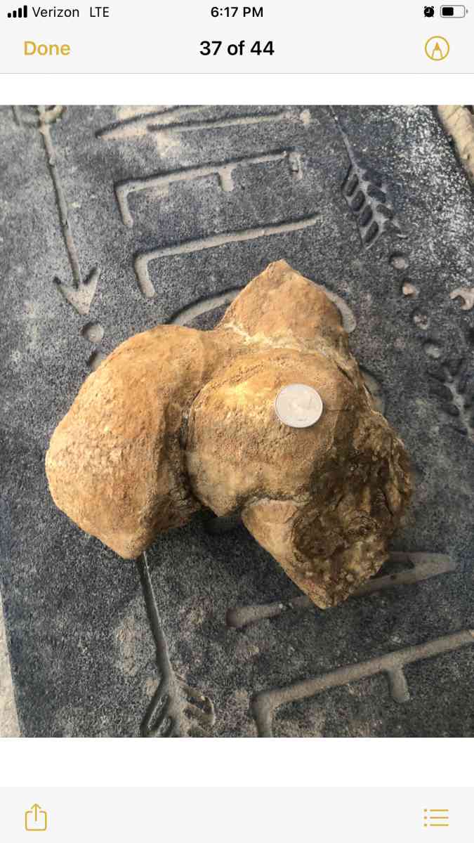 dinosaur fossils - Rock Springs, Wyoming