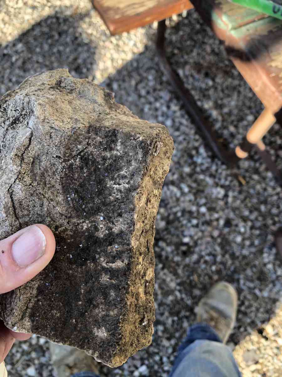 dinosaur fossils - Rock Springs, Wyoming - FleaMarketBay