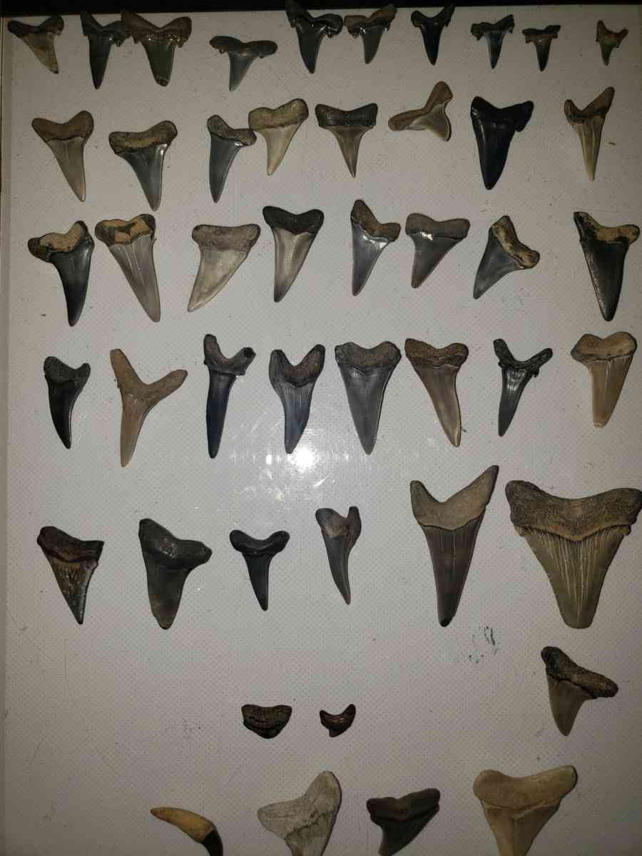 Stark Teeth - Saint Marys City, Maryland - FleaMarketBay