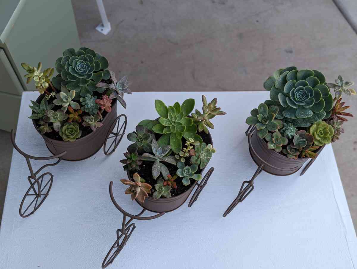 Plants and Arrangements - Porterville, California - FleaMarketBay