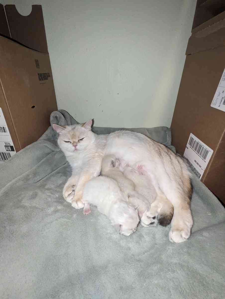 white kitten chinchillas - Federal Way, Washington - FleaMarketBay