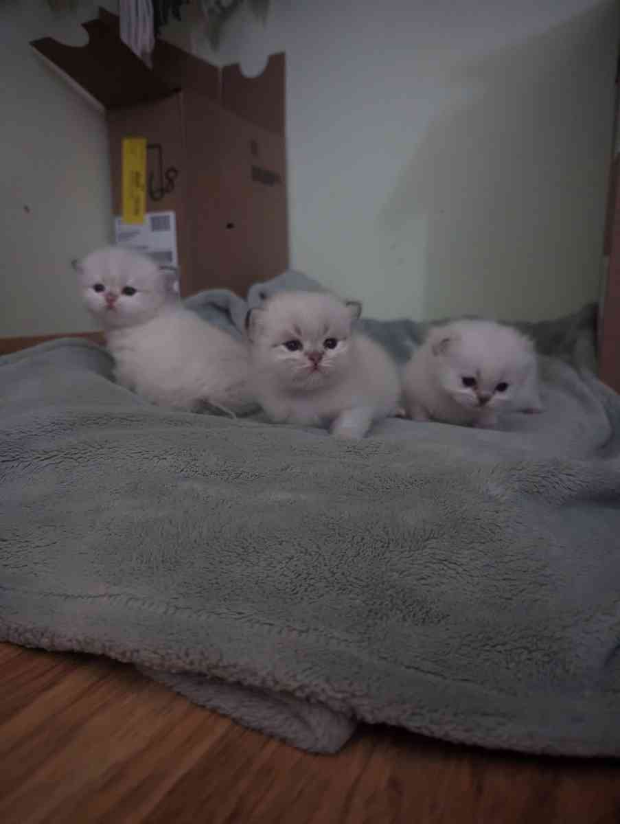 white kitten chinchillas - Federal Way, Washington - FleaMarketBay