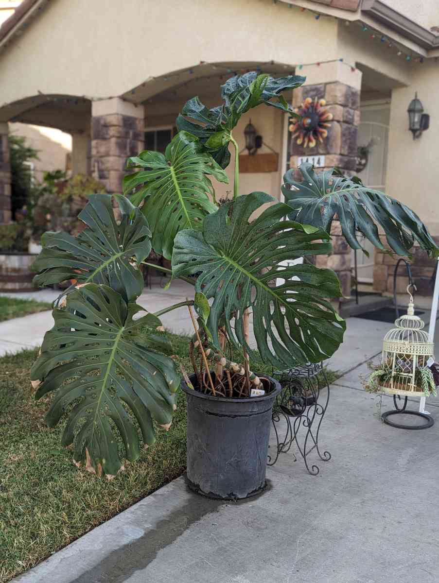 Plants and Arrangements - Porterville, California - FleaMarketBay