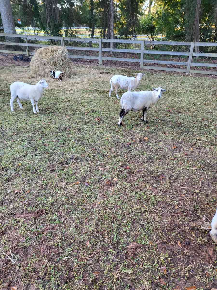 chivos I borregos - Acworth, Georgia - FleaMarketBay