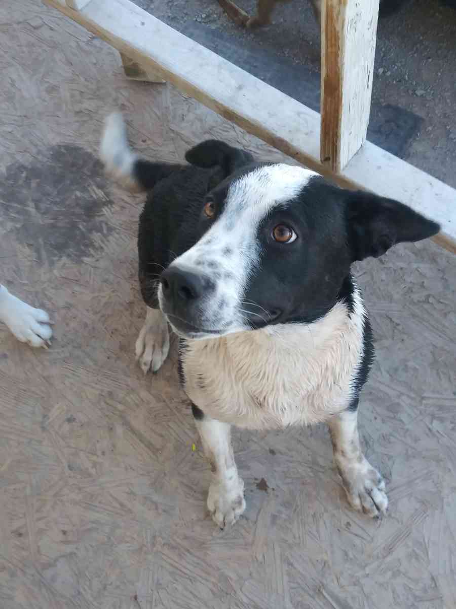 goliath and oreo - El Paso, Texas - FleaMarketBay
