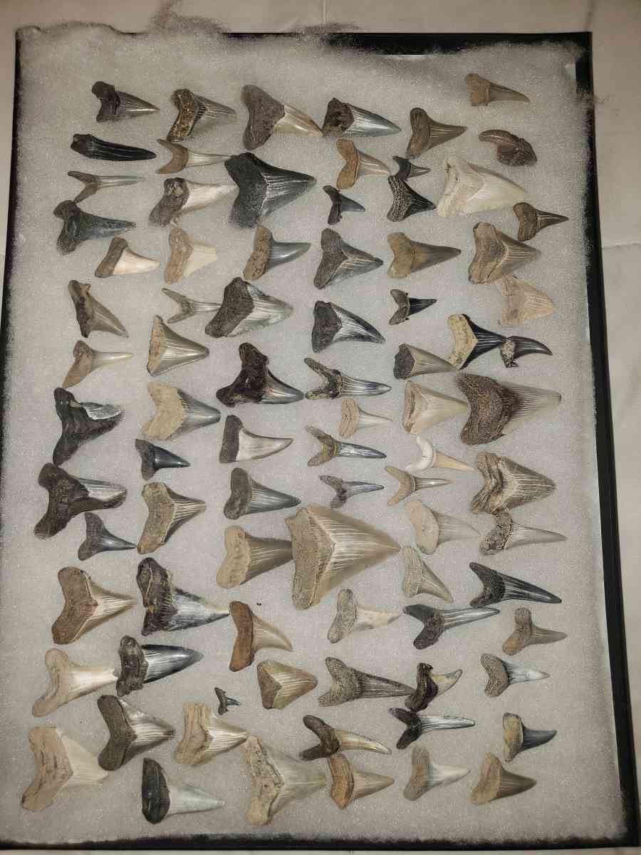 Stark Teeth - Saint Marys City, Maryland - FleaMarketBay