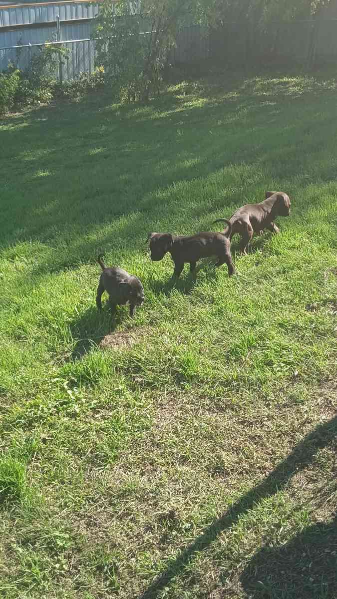 puppies - Killeen, Texas - FleaMarketBay
