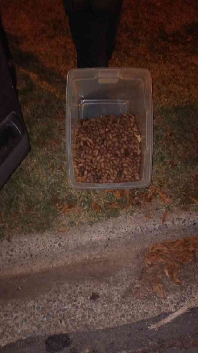 Pecans 5 gallon bucket or 3 per pound - Little Rock, Arkansas - FleaMarketBay