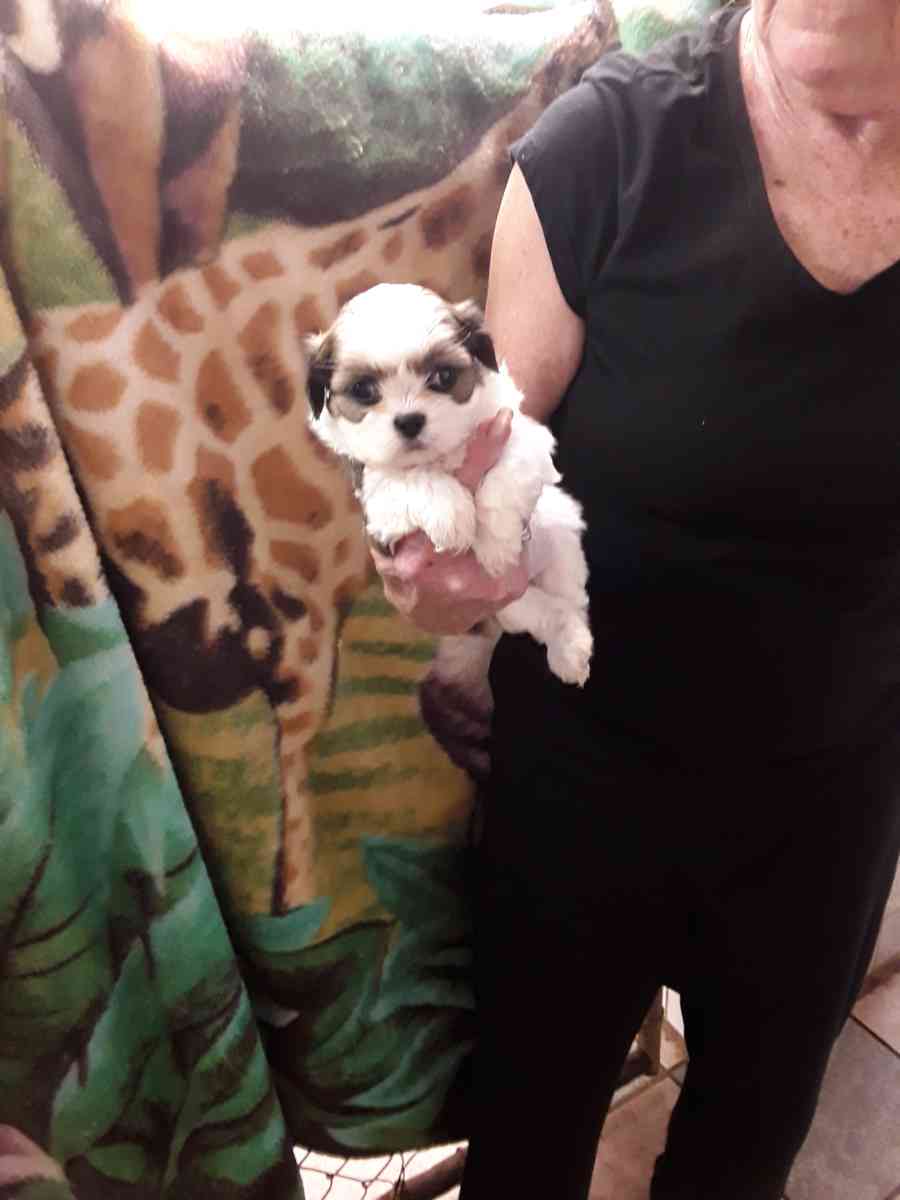 shihpoo puppies - Sassafras, Kentucky