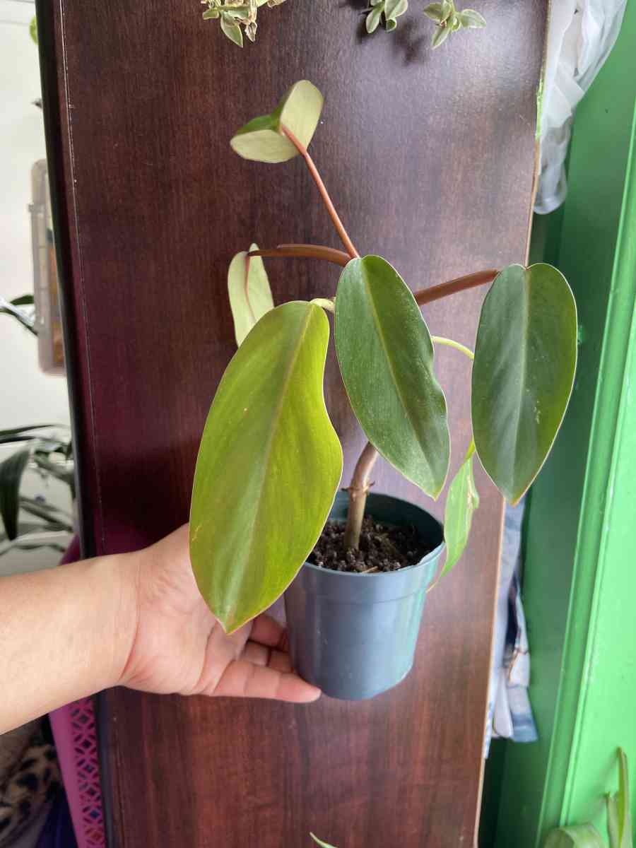 philodendron red emerald - Brooklyn, New York - FleaMarketBay