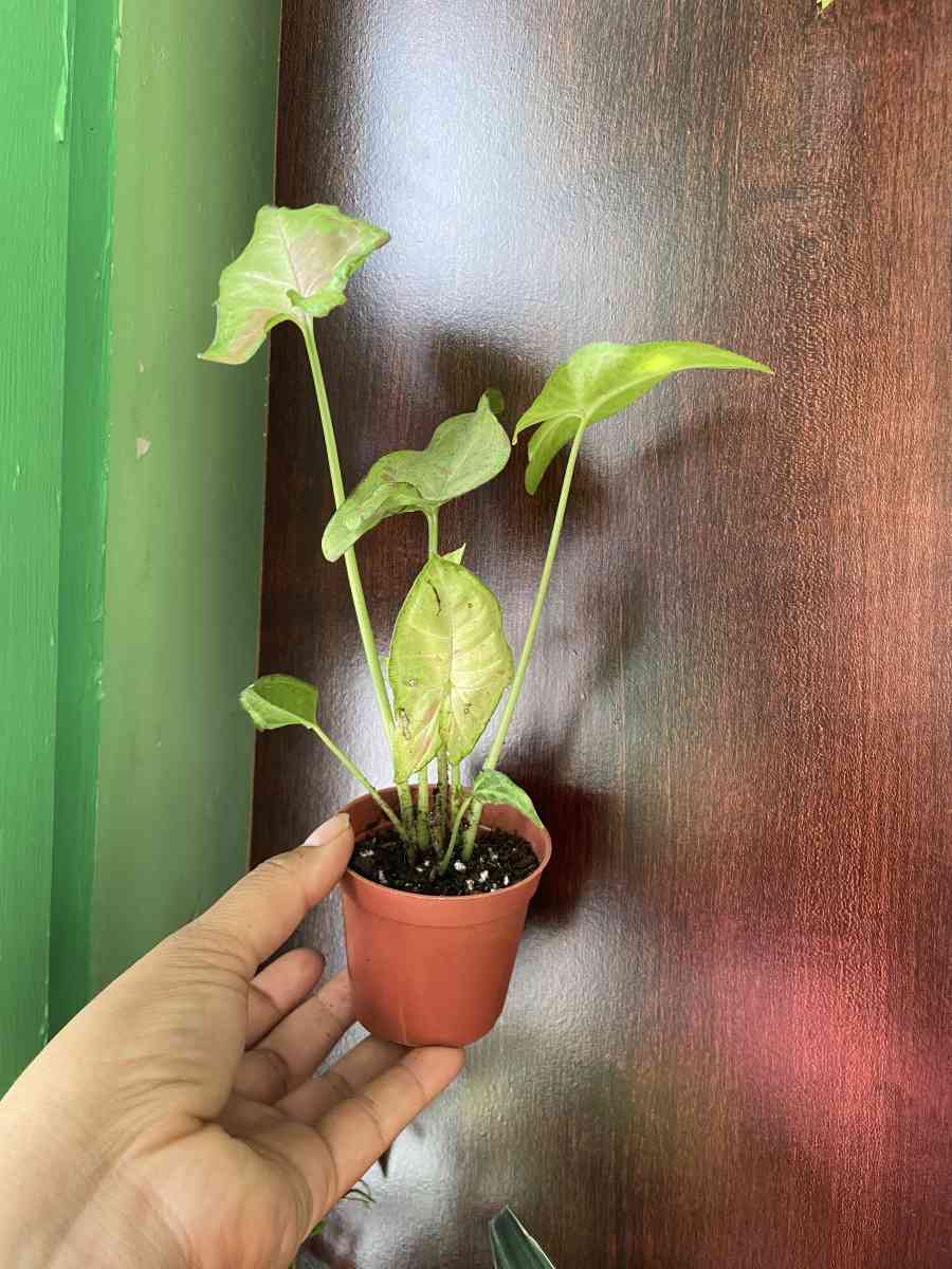 syngonium confetti - Brooklyn, New York - FleaMarketBay