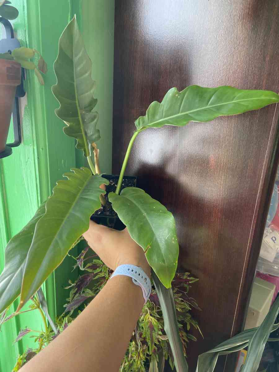 philodendron jungle boogie - Brooklyn, New York