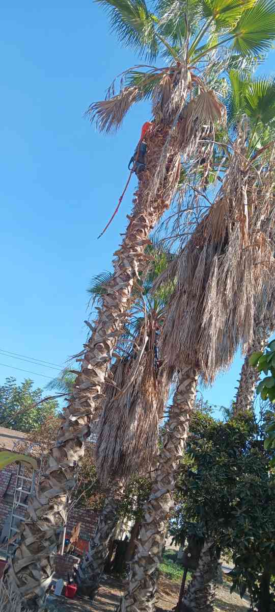tree climbing trimminf - Visalia, California - FleaMarketBay