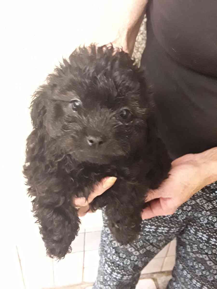 puppies - Sassafras, Kentucky - FleaMarketBay