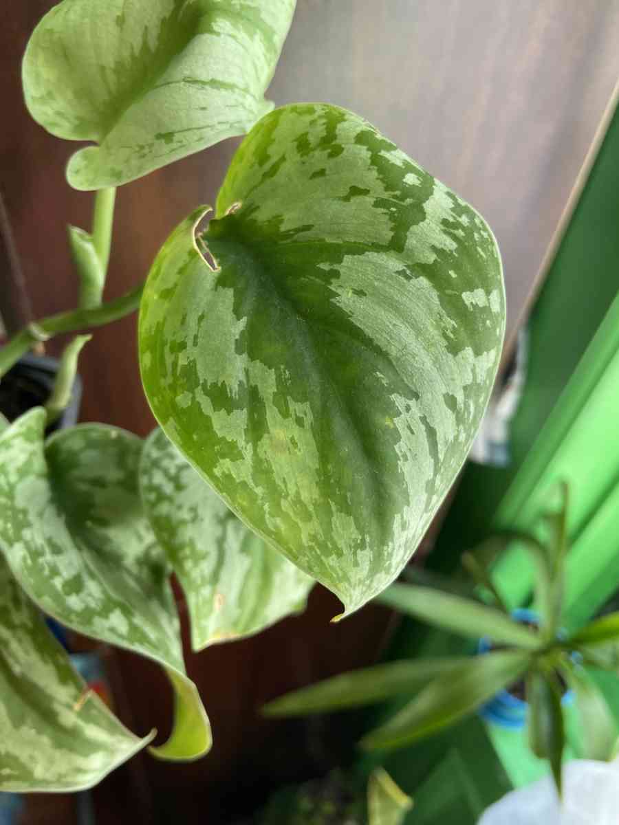 Scindapsus - Brooklyn, New York - FleaMarketBay