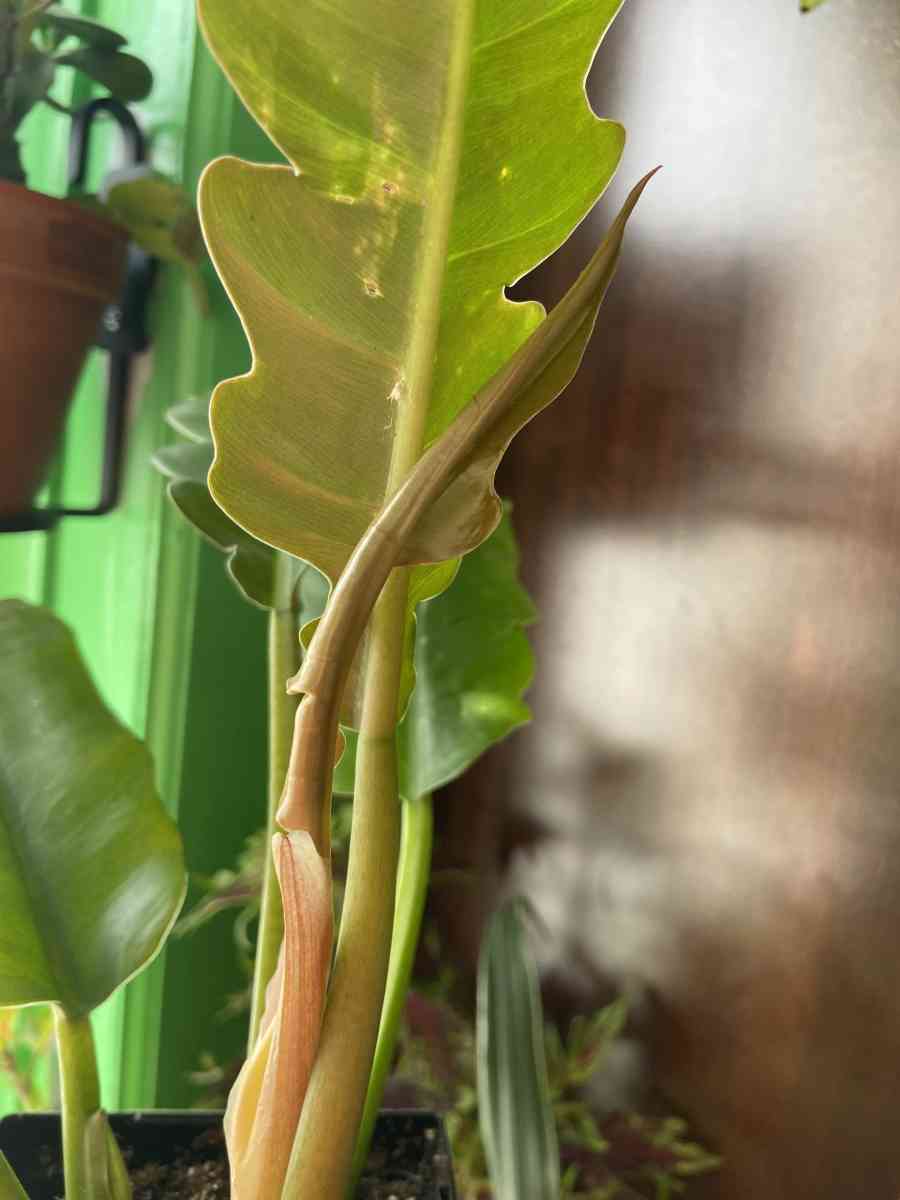 philodendron jungle boogie - Brooklyn, New York - FleaMarketBay