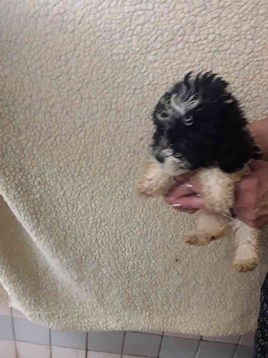 shihpoo puppies - Sassafras, Kentucky - FleaMarketBay